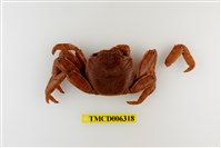 藏品(白紋方蟹)的圖片